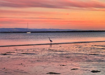 Blue Heron at Sunset, Pillar Point Harbor