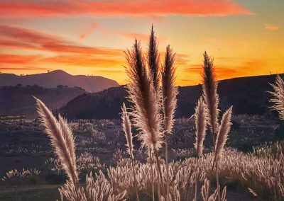 Pampas grass at Rockaway Pacifica