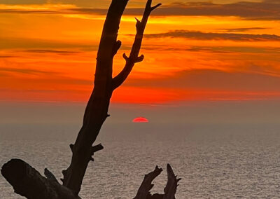 The branch at sunset at Fitzgerald Marine Reserve