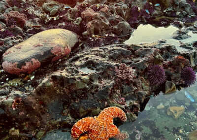 A starfish taking a dip with an urchin