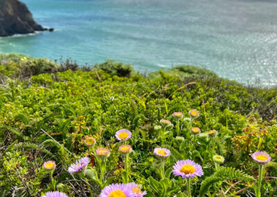 Mori Point, Pacifica Superbloom 2023 - Sea daisies