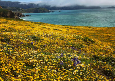 Mori Point, Pacifica Superbloom 2023 - Yellow flowers