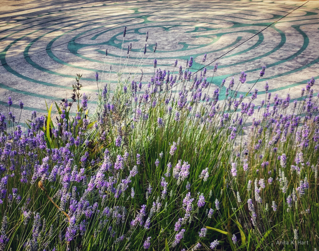 Sacred Labyrinth and Lavender at St. Edmund’s