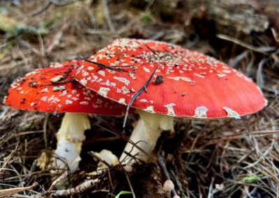 Twin Amanita Mushrooms in Montara