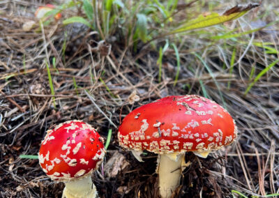 Amanita Mushrooms in Montara
