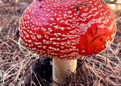 Amanita Mushroom in Montara