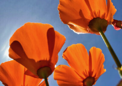 California Poppies Against the Blue Sky