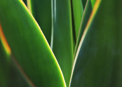 Macro photograph of thick, smooth agave or yucca leaves overlapping, backlit by soft sunlight that highlights their bright yellow margins.