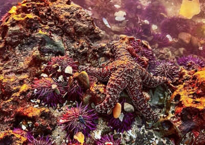 Tidepool Purple Starfish and Sea Urchins