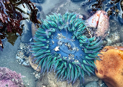 Tidepool Sea Anemone