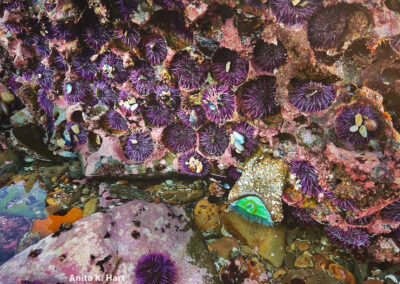 Tidepool Sea Urchin Hotel